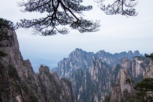 黄山奇峰 松枝摇曳