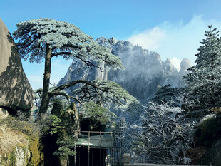 山间雪松景观