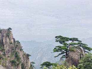 黄山奇峰上的苍松