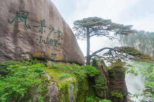 黄山奇峰旁的苍松景观