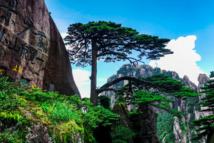 黄山奇峰上的挺拔松树