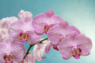 粉紫条纹兰花特写