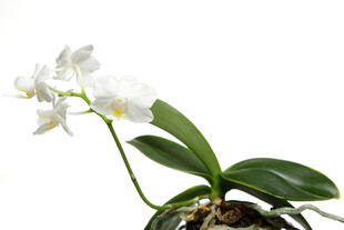 优雅白兰花 清新绽芳华