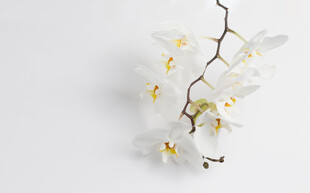白色兰花枝条特写