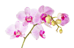 蝴蝶兰粉色花