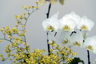 白色蝴蝶兰与黄色小花