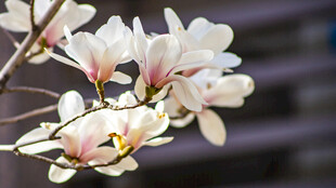 玉兰花枝俏