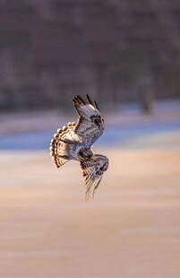 老鹰