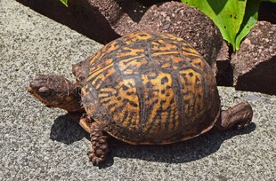 乌龟