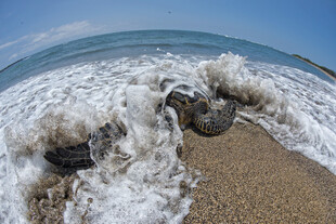 海浪拍打沙滩上的海龟