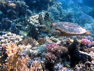 海底海龟与多彩珊瑚景观