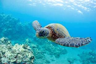 海龟畅游在斑斓海底世界