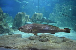 水族馆中的神秘大鱼