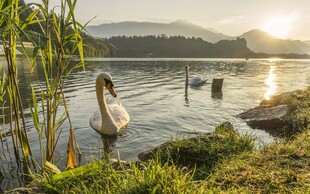 湖畔天鹅沐浴金色晨光