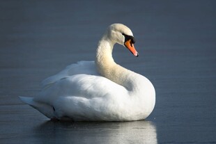 优雅天鹅静浮于水面