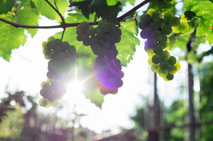 阳光下的葡萄藤与果实