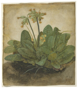 复古风植物绘画作品