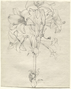 素描百合花