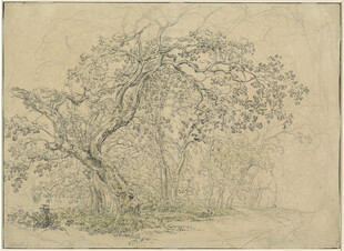 素描老树风景图