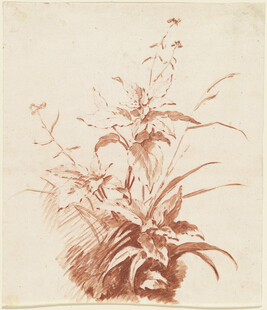 复古风植物素描画作