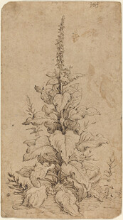 复古风植物素描画作