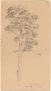 素描松树画作