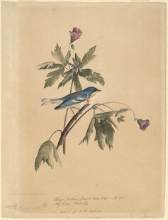 蓝鸟栖于花枝间图画