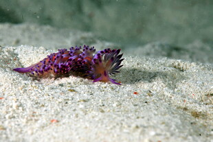 海蛞蝓 海兔子