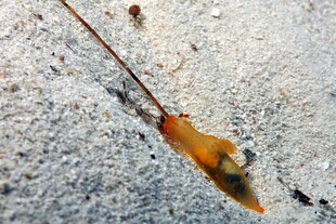 海兔子 海蛞蝓