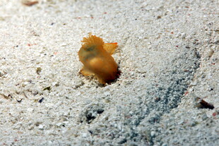 海兔子 海蛞蝓