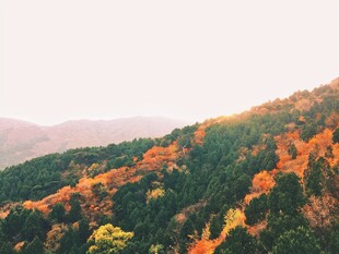 秋日山林斑斓
