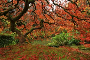 秋日红枫美景