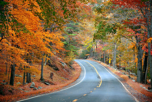秋日蜿蜒彩叶公路美景