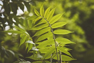 嫩绿叶片在枝头舒展