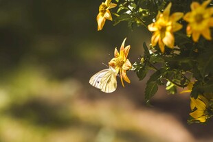 黄蝶停驻于明艳黄花间