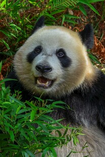 憨态可掬的大熊猫