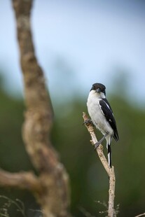枝头小鸟