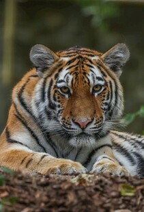 趴卧的斑斓猛虎
