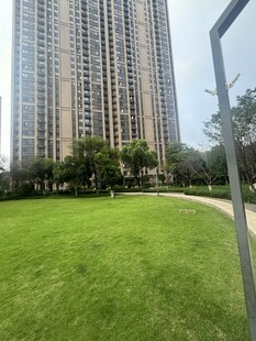 城市草坪旁的高楼景观