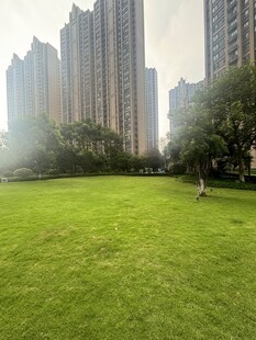 城市中的大片翠绿草坪