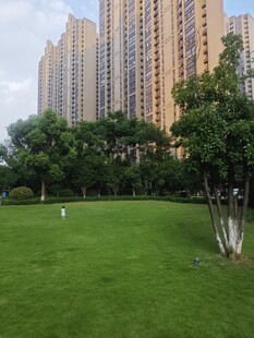 城市草坪旁的高楼景观