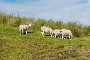 草原上的羊群