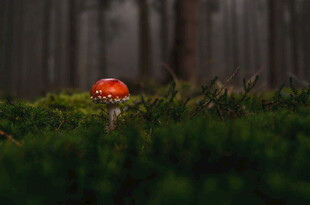 森林中的红色蘑菇