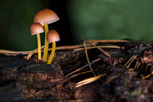 林间小蘑菇