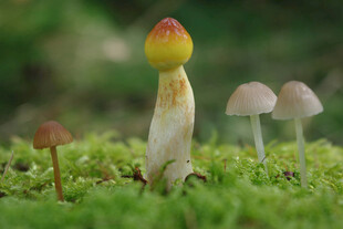 草地上的多彩小蘑菇