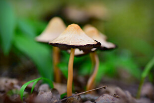 林间小蘑菇