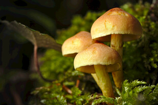 林间小蘑菇