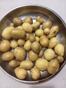 盆中圆润小土豆