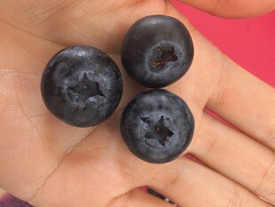 手心里的饱满蓝莓