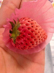 手捧娇艳欲滴大草莓